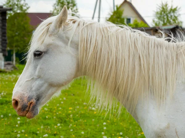 Das Weiße Pferd Auf Einem Feld — Stockfoto