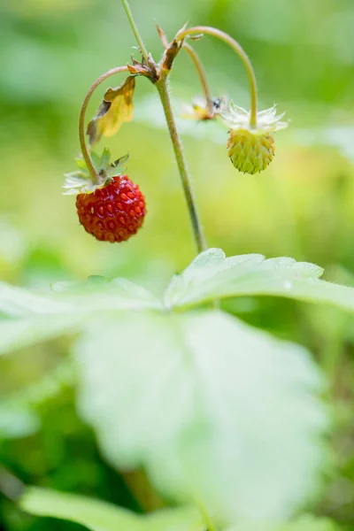 Fresas Rojas Maduras Jardín — Foto de Stock