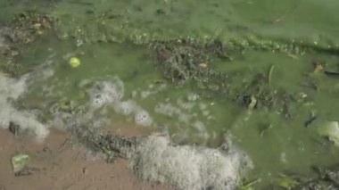 Sahilde kirli köpük