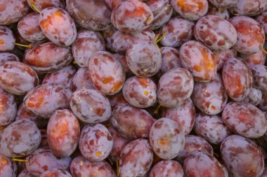 Taze erik, görünümü kapatın