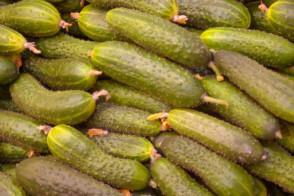 Fresh Cucumbers Close View — Stock Photo, Image