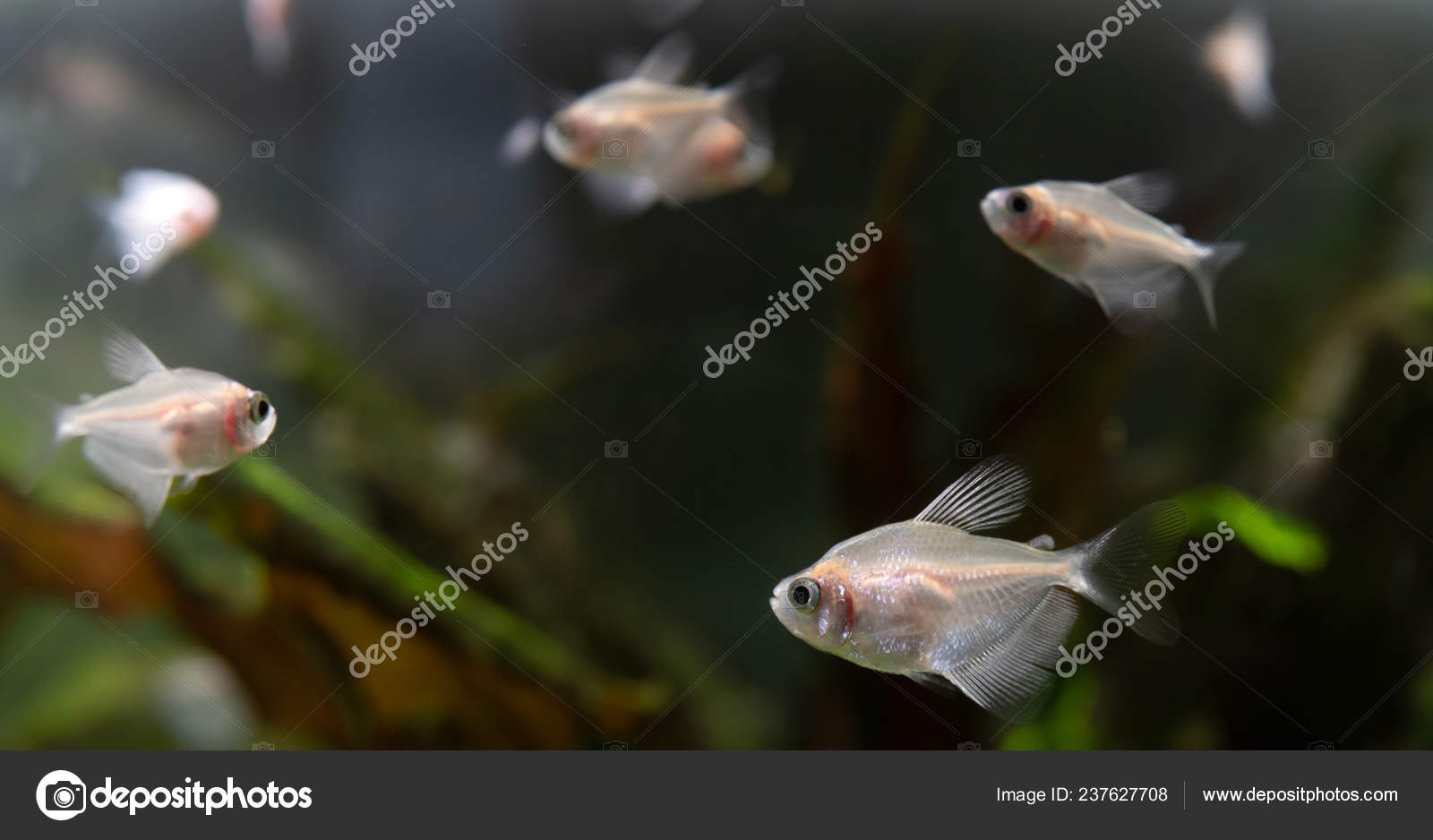 white freshwater aquarium fish