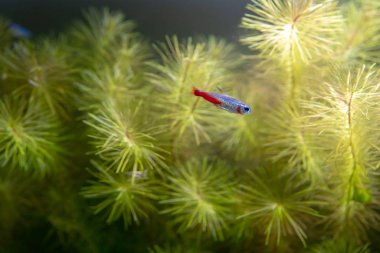 Küçük parlak Balık Akvaryum