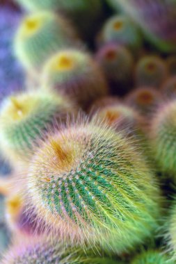 İğne ile yeşil kaktüs