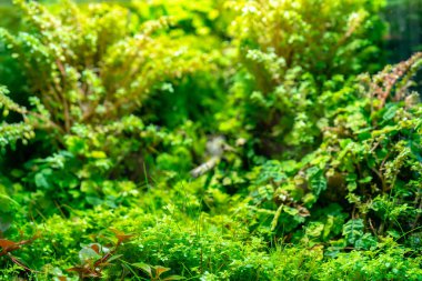 Parlak yeşil bitki örtüsü kapağı otlar