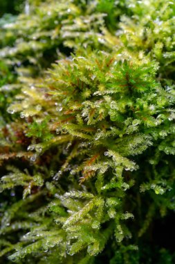 Yeşil bitkiler üzerindeki Çiy damlaları görünümünü kapat