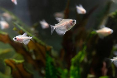 Sevimli beyaz küçük balık akvaryum