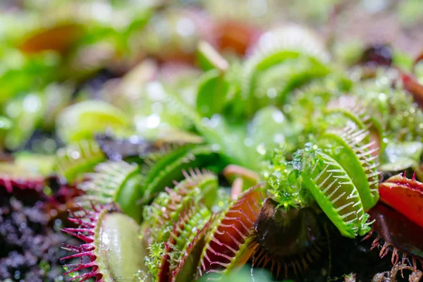 Carnivorous Predatory Plant Venus Flytrap Dionaea Muscipula — Stock Photo, Image