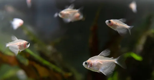 Cute white small fish in the aquarium