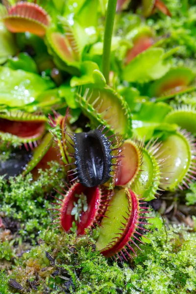 Carnivorous Predatory Plant Venus Flytrap Dionaea Muscipula — Stock Photo, Image