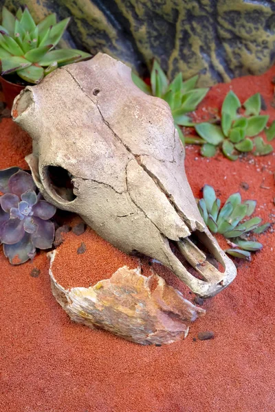 animal skull on sand with succulents