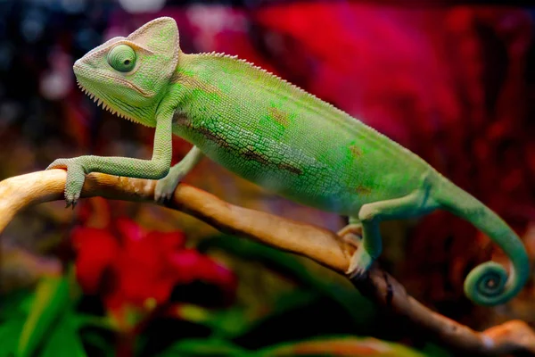 Zelený Chameleon Větvi — Stock fotografie