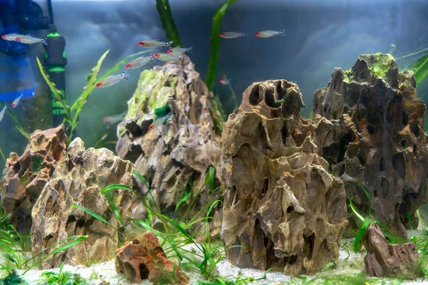 Small Fish Aquarium — Stock Photo, Image