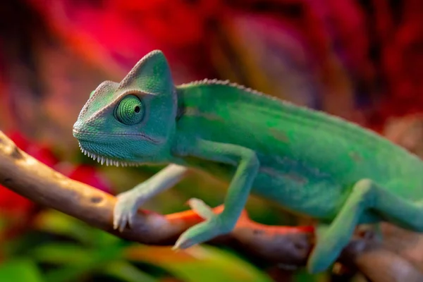 Camaleão Verde Ramo — Fotografia de Stock