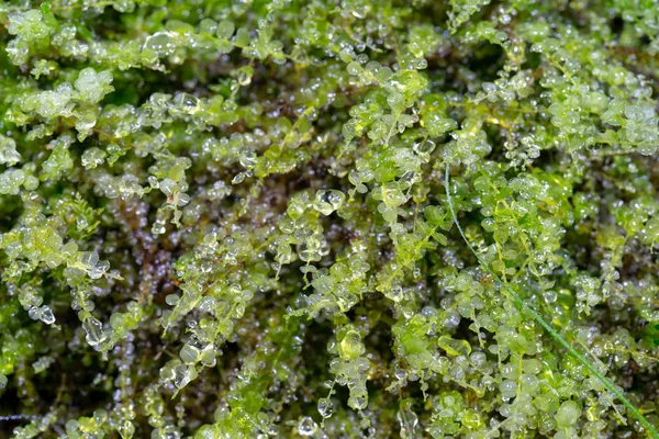 Vista Cerca Gotas Rocío Plantas Verdes — Foto de Stock