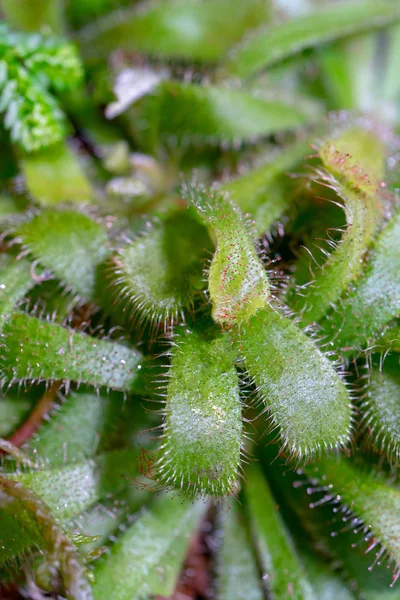 Close Van Dauw Druppels Groene Planten — Stockfoto