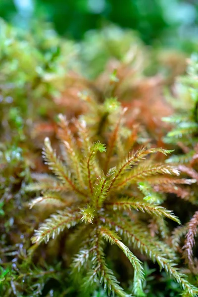 Variedad Plantas Invernadero — Foto de Stock