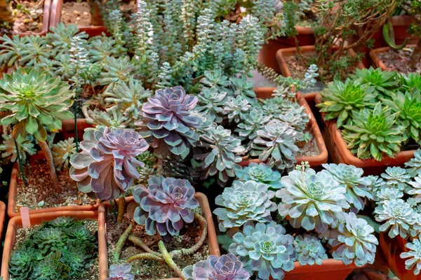 温室里的各种植物 — 图库照片