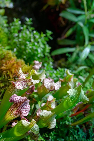 Carnivorous Predatory Plant Saracenia Sarracenia — Stock Photo, Image