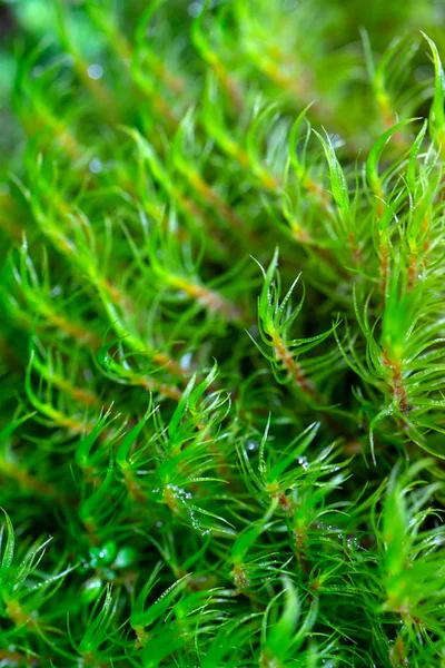 Vista Cerca Gotas Rocío Plantas Verdes — Foto de Stock