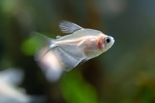 Pequeno Peixe Aquário — Fotografia de Stock