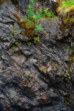 Bir kayanın üzerinde kahverengi ve yeşil yosun