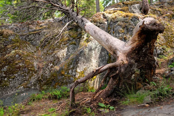 Riesige Baumwurzeln Einem Düsteren Wald — Stockfoto