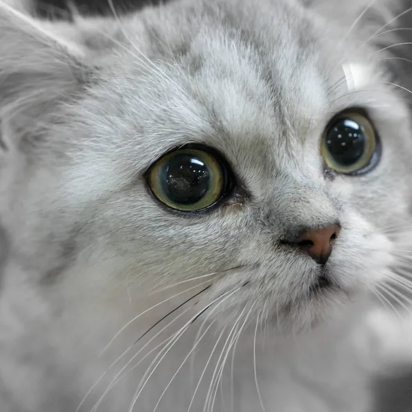 stock image Little fluffy frightened gray kitten