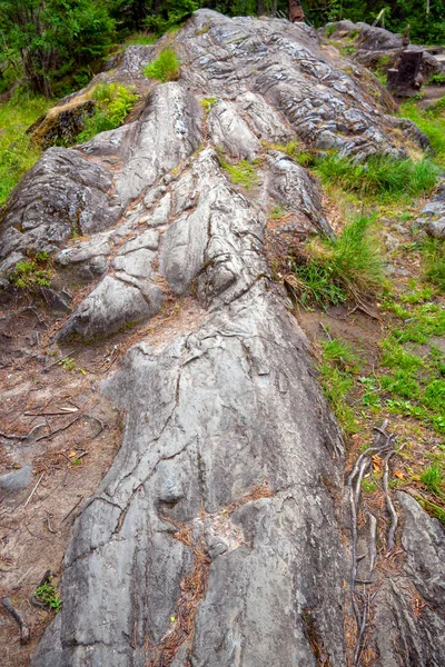 岩の上の茶色と緑色のコケ — ストック写真