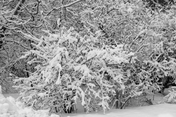 Ramas Árboles Cubiertas Nieve Invierno —  Fotos de Stock