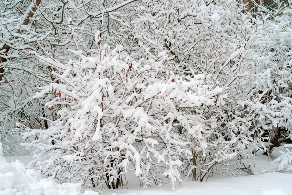 Ramos Árvores Cobertos Neve Inverno — Fotografia de Stock