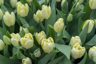 Güzel Sarı laleler. Bahar tatil başlangıcı