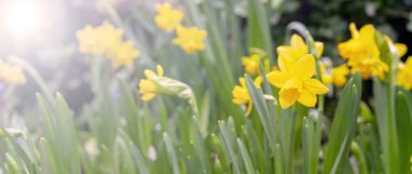 Güzel sarı nergis. Baharın başlangıcı.