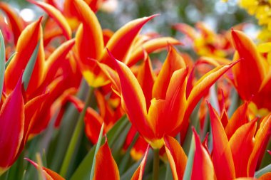 Güzel kırmızı lale Tulipa sprengeri. Bahar tatil başlangıcı. Tebrik kartları için arka plan