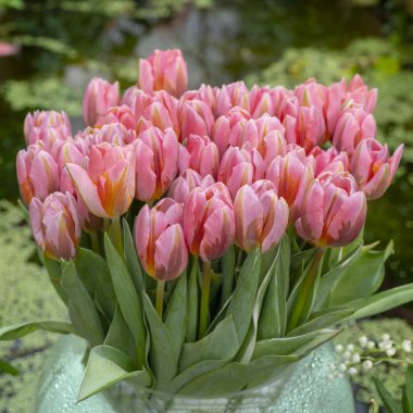 Güzel Pembe Lale. Bahar tatil başlangıcı