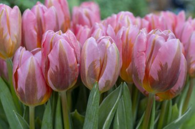 Güzel Pembe Lale. Bahar tatil başlangıcı