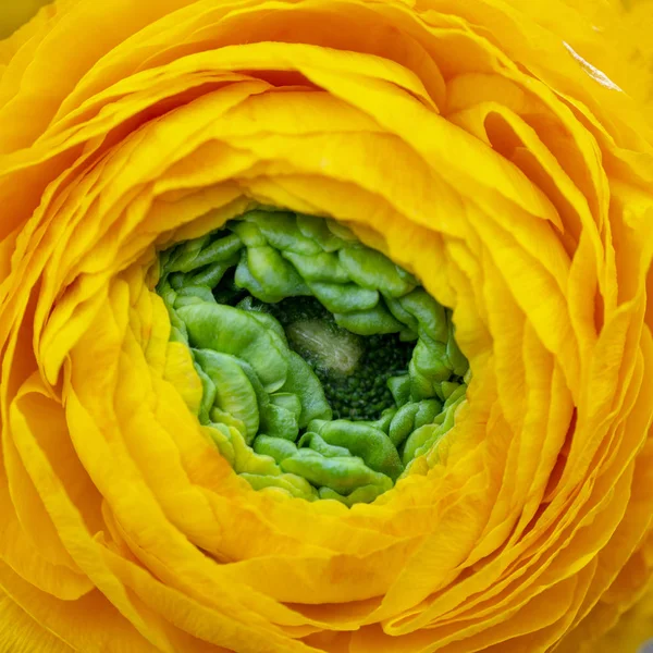 Jasny Żółty Kwiat Kwitnący — Zdjęcie stockowe