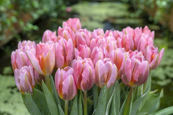 Mooie Roze Tulpen Het Begin Van Lente Feestdagen — Stockfoto