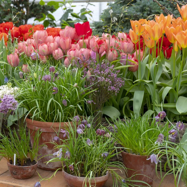 Schöne Bunte Tulpen Beginn Der Frühjahrsferien — Stockfoto