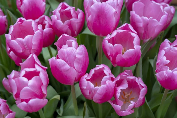 Piękne Różowe Tulipany Początek Ferii Wiosennych — Zdjęcie stockowe