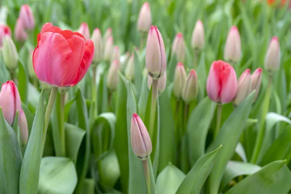 Belles Tulipes Roses Début Des Vacances Printemps — Photo