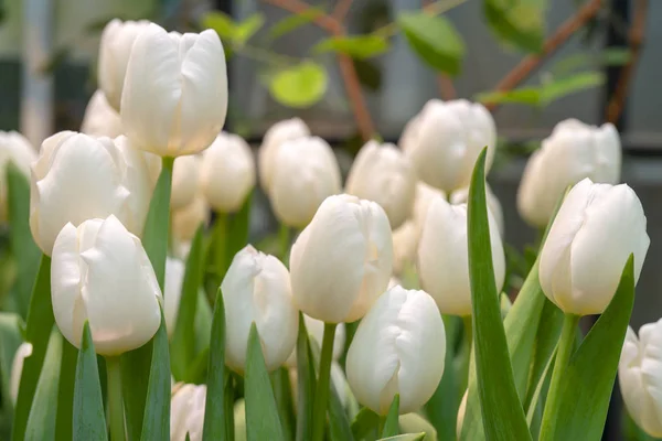 Belles Tulipes Blanches Début Des Vacances Printemps — Photo