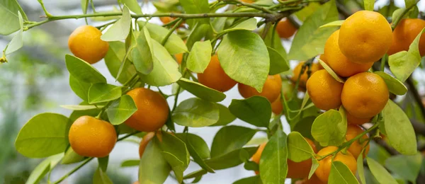 Ripe Orange Tangerines Branches — Stock Photo, Image