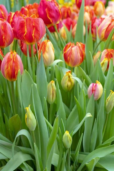 Belles Tulipes Rouges Début Des Vacances Printemps — Photo