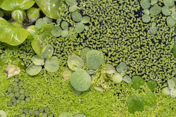 Plantas Pequenas Imagens Grande Plano — Fotografia de Stock