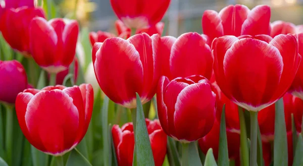 Belles Tulipes Rouges Début Des Vacances Printemps — Photo