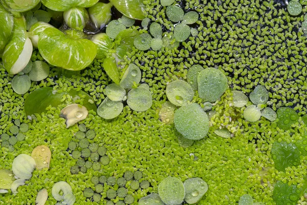 Plantas Pequenas Imagens Grande Plano — Fotografia de Stock