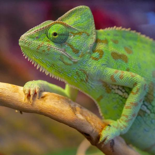 Zelený Chameleon Velký Portrét — Stock fotografie