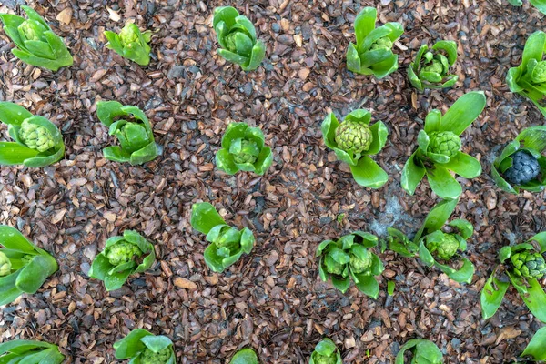 Green Sprouts Ground — Stock Photo, Image