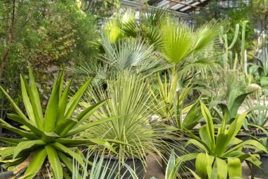 Doğada Agav ve kaktüsler